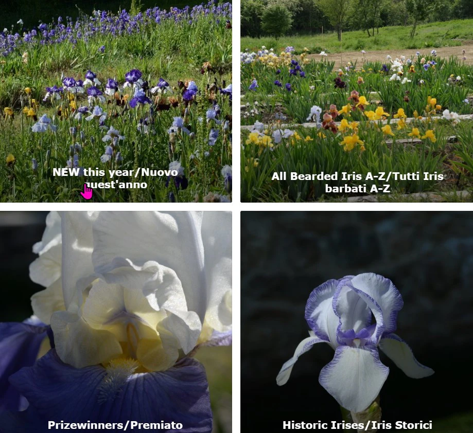Iris Umbria vivai